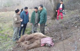نجات خرس قهوه ای از تله شکارچیان در خداآفرین