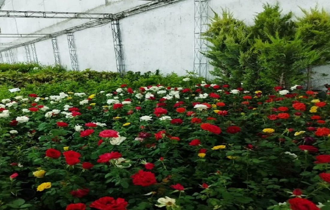 تولید ۱۰ هزار گلدان گل و گیاه زینتی در مراغه